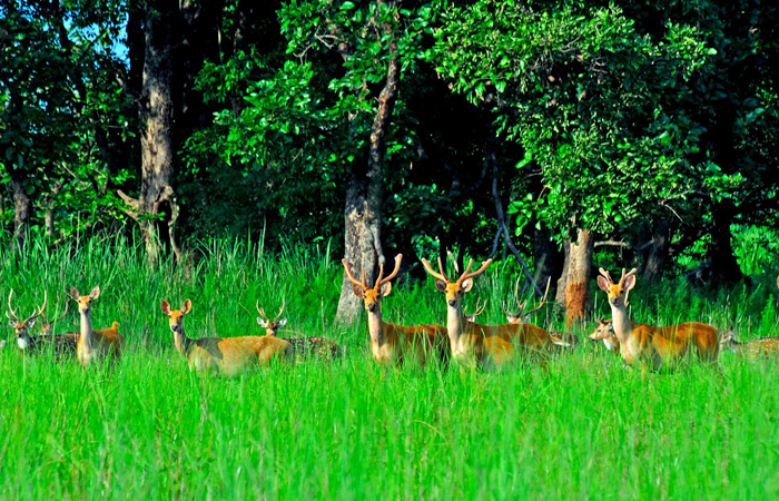 Chitwan Jungle Safari 4 Days 