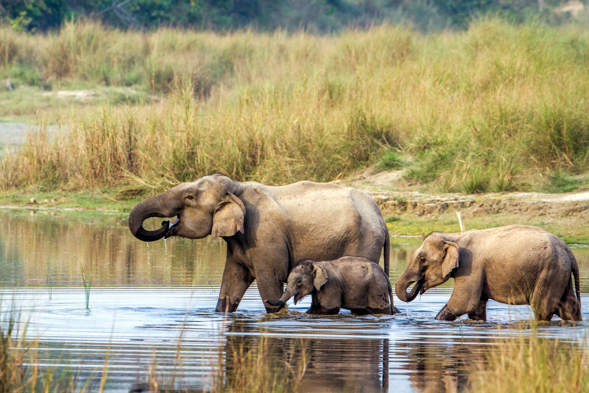 3 Days Chitwan Jungle Safari - Elephant back safari & jungle walk
